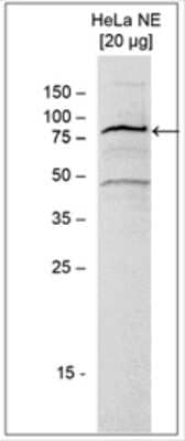 Western Blot: ASH2L Antibody [NBP3-18668] - Figure 1. Western blot analysis using the antibody directed against ASH2L Western blot was performed on HeLa nuclear extract (HeLa NE, 20 ug) using the antibody against ASH2L diluted 1:1,000 in TBS-Tween containing 5% skimmed milk. The molecular weight marker (in kDa) is shown on the left; the location of the protein of interest is indicated on the right.